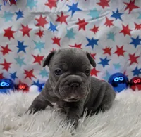 Abel, a male French Bulldog for sale in Aurora, MO – 4 of 7