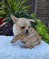 Graham, a male French Bulldog for sale in Aurora, MO – 3 of 10