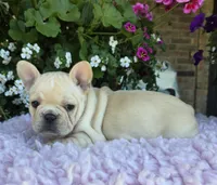 Sunni , a female French Bulldog for sale in Aurora, MO – 4 of 8