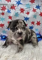 Avery, a male French Bulldog for sale in Aurora, MO – 1 of 7