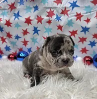 Avery, a male French Bulldog for sale in Aurora, MO – 3 of 7