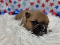 Gracelynn, a female French Bulldog for sale in Aurora, MO – 7 of 7
