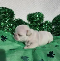 Creed, a male French Bulldog for sale in Aurora, MO – Photo 7 of 8