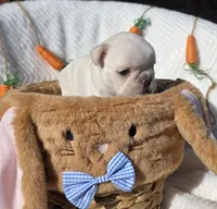 Creed, a male French Bulldog for sale in Aurora, MO – Photo 8 of 8