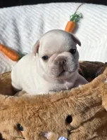 Creed, a male French Bulldog for sale in Aurora, MO – Photo 5 of 8