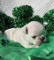 Creed, a male French Bulldog for sale in Aurora, MO – Photo 6 of 8