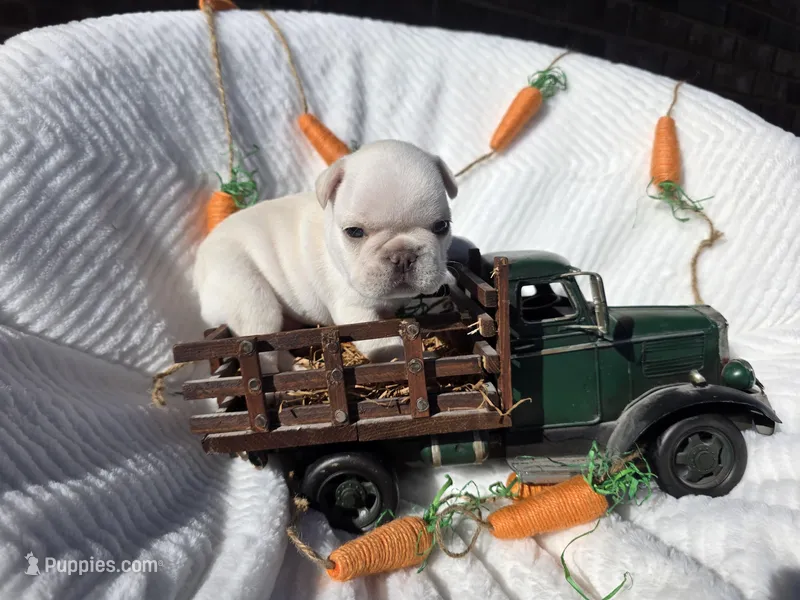 Creed, a male French Bulldog for sale in Aurora, MO – Photo 1 of 8