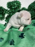 Creed, a male French Bulldog for sale in Aurora, MO – Photo 2 of 8