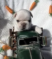 Creed, a male French Bulldog for sale in Aurora, MO – Photo 3 of 8