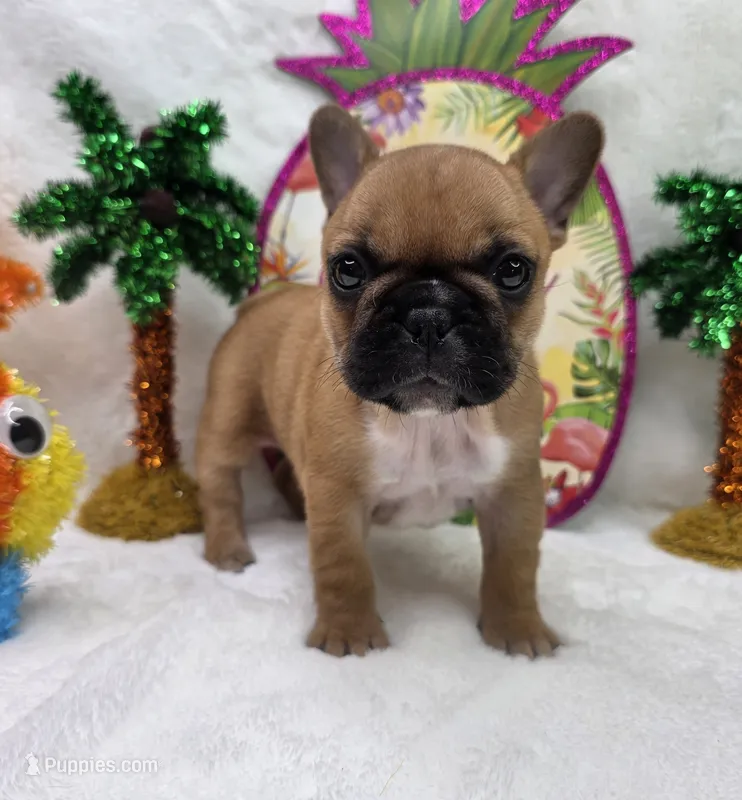 Gracelynn – French Bulldog puppy on hold in Aurora, MO