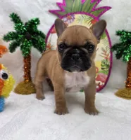 Gracelynn, a female French Bulldog for sale in Aurora, MO – 5 of 10