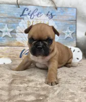 Gracelynn, a female French Bulldog for sale in Aurora, MO – 9 of 10