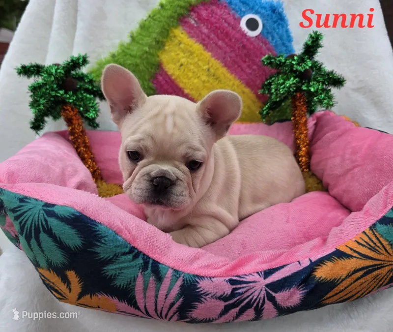 Sunni  – French Bulldog puppy for sale in Aurora, MO