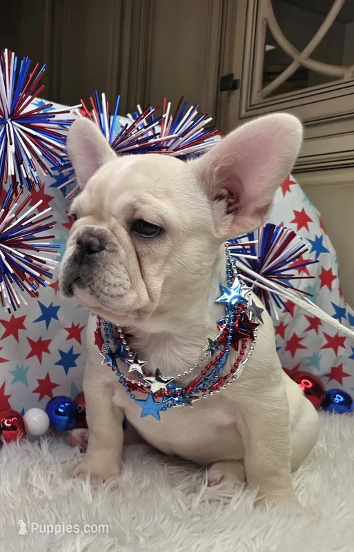 Skylynn  – French Bulldog puppy for sale in Aurora, MO