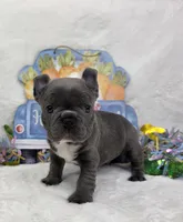 Dawson , a male French Bulldog for sale in Aurora, MO – Photo 3 of 6