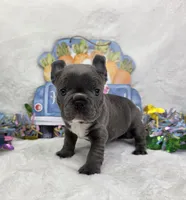 Dawson , a male French Bulldog for sale in Aurora, MO – Photo 5 of 6