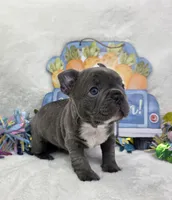 Dawson , a male French Bulldog for sale in Aurora, MO – Photo 2 of 6