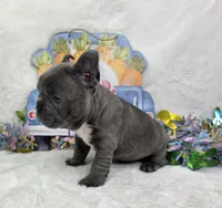 Dawson , a male French Bulldog for sale in Aurora, MO – Photo 4 of 6