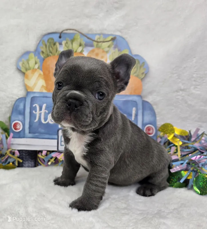 Dawson  – French Bulldog puppy for sale in Aurora, MO
