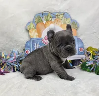 Dawson , a male French Bulldog for sale in Aurora, MO – Photo 6 of 6