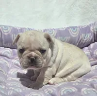 Skylynn , a female French Bulldog for sale in Aurora, MO – 7 of 9