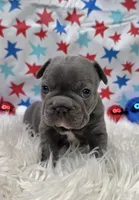Abel, a male French Bulldog for sale in Aurora, MO – 5 of 7