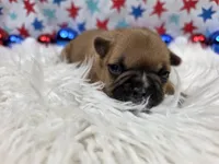 Gracelynn, a female French Bulldog for sale in Aurora, MO – 5 of 7