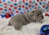 Indy, a female French Bulldog for sale in Aurora, MO – 2 of 5