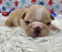Graham, a male French Bulldog for sale in Aurora, MO – 4 of 6
