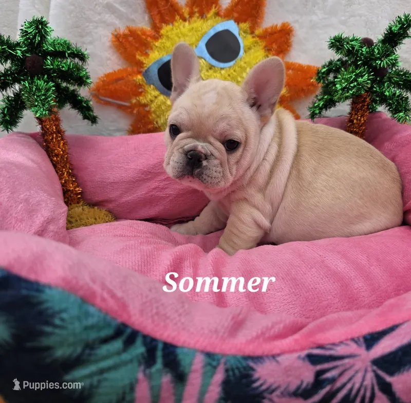 Sommer – French Bulldog puppy for sale in Aurora, MO