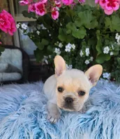 Serene , a female French Bulldog for sale in Aurora, MO – 3 of 9