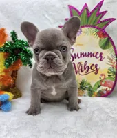 Indy, a female French Bulldog for sale in Aurora, MO – 1 of 10