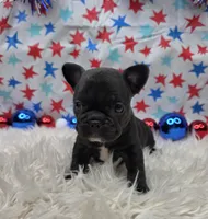 Alisha, a female French Bulldog for sale in Aurora, MO – 3 of 5