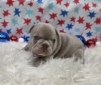 Indy, a female French Bulldog for sale in Aurora, MO – 1 of 5
