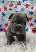 Abel, a male French Bulldog for sale in Aurora, MO – 6 of 7