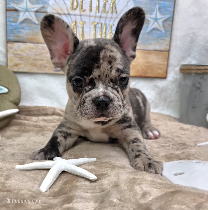 Avery – French Bulldog puppy for sale in Aurora, MO