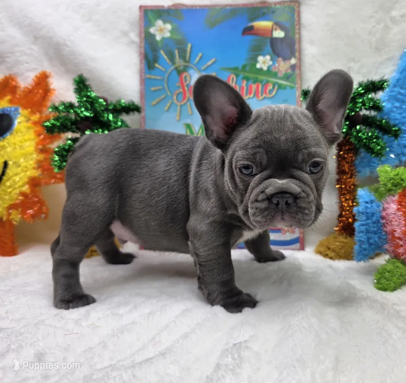Abel – French Bulldog puppy for sale in Aurora, MO