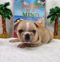 Graham, a male French Bulldog for sale in Aurora, MO – 6 of 10