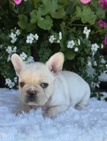 Skylynn , a female French Bulldog for sale in Aurora, MO – 2 of 9