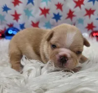 Graham, a male French Bulldog for sale in Aurora, MO – 2 of 6