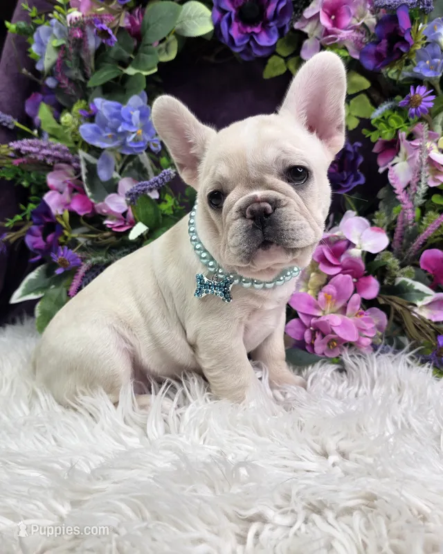 Skylynn  – French Bulldog puppy for sale in Aurora, MO