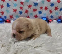 Graham, a male French Bulldog for sale in Aurora, MO – 5 of 6