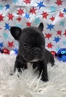 Alisha, a female French Bulldog for sale in Aurora, MO – 1 of 5
