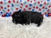 Alisha, a female French Bulldog for sale in Aurora, MO – 5 of 5