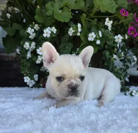 Skylynn , a female French Bulldog for sale in Aurora, MO – 4 of 9
