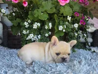 Sommer, a female French Bulldog for sale in Aurora, MO – 2 of 7