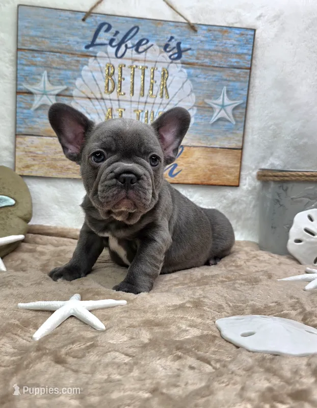 Abel – French Bulldog puppy for sale in Aurora, MO