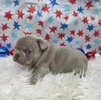 Indy, a female French Bulldog for sale in Aurora, MO – 4 of 5
