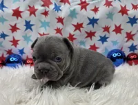Abel, a male French Bulldog for sale in Aurora, MO – 7 of 7