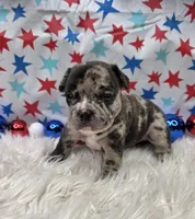 Avery, a male French Bulldog for sale in Aurora, MO – 7 of 7